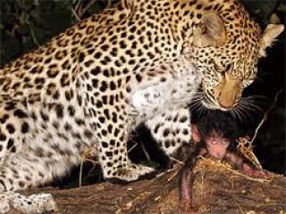 leopard_13-4-2011